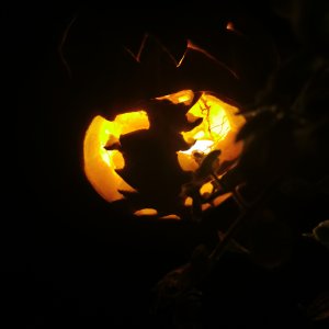 Samhain Fesztivál 2021