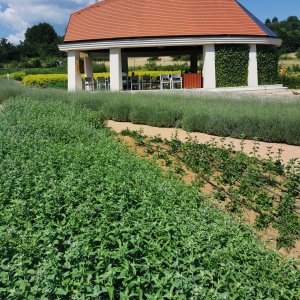 Kirándulások – Bükkszentkereszt – Gyuri Bácsi Gyógynövény Kertje 20220626